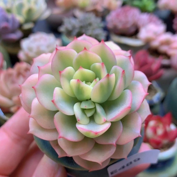 一物一拍含盆土满38包邮E489