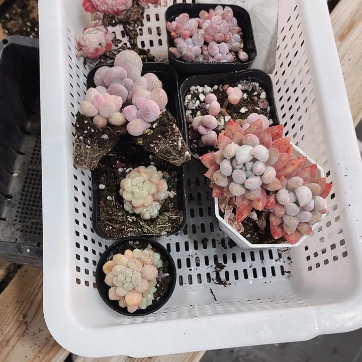 無*瞳784密密麻麻密密麻麻吗