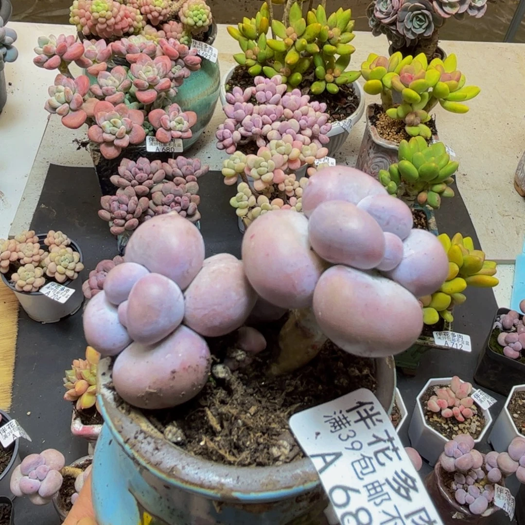 682芭比奶酪5cm多肉