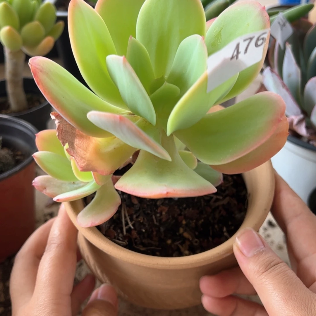 【闪购商品】雨花石。 476。111111111