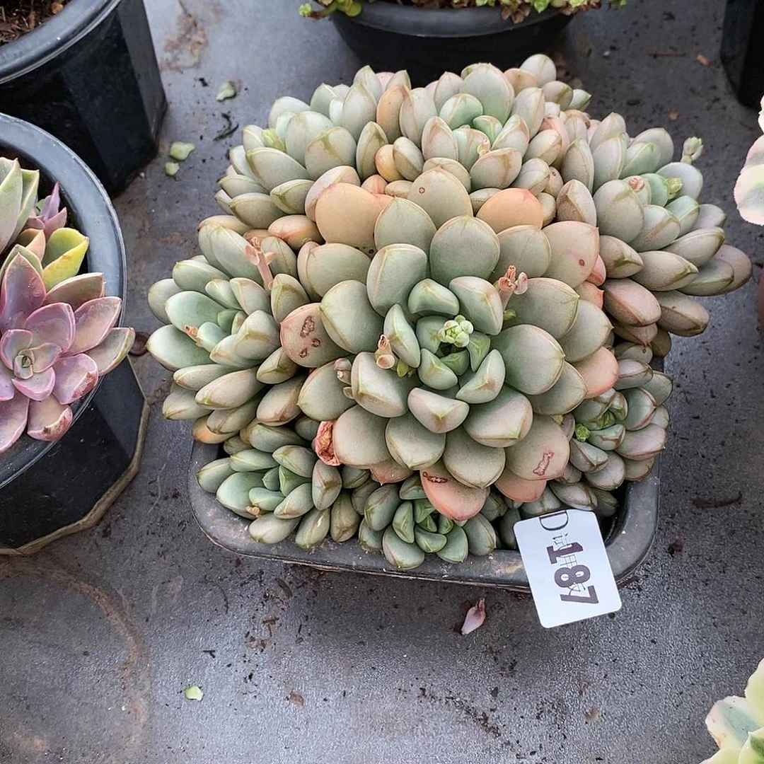 梅*187葡萄多肉植物