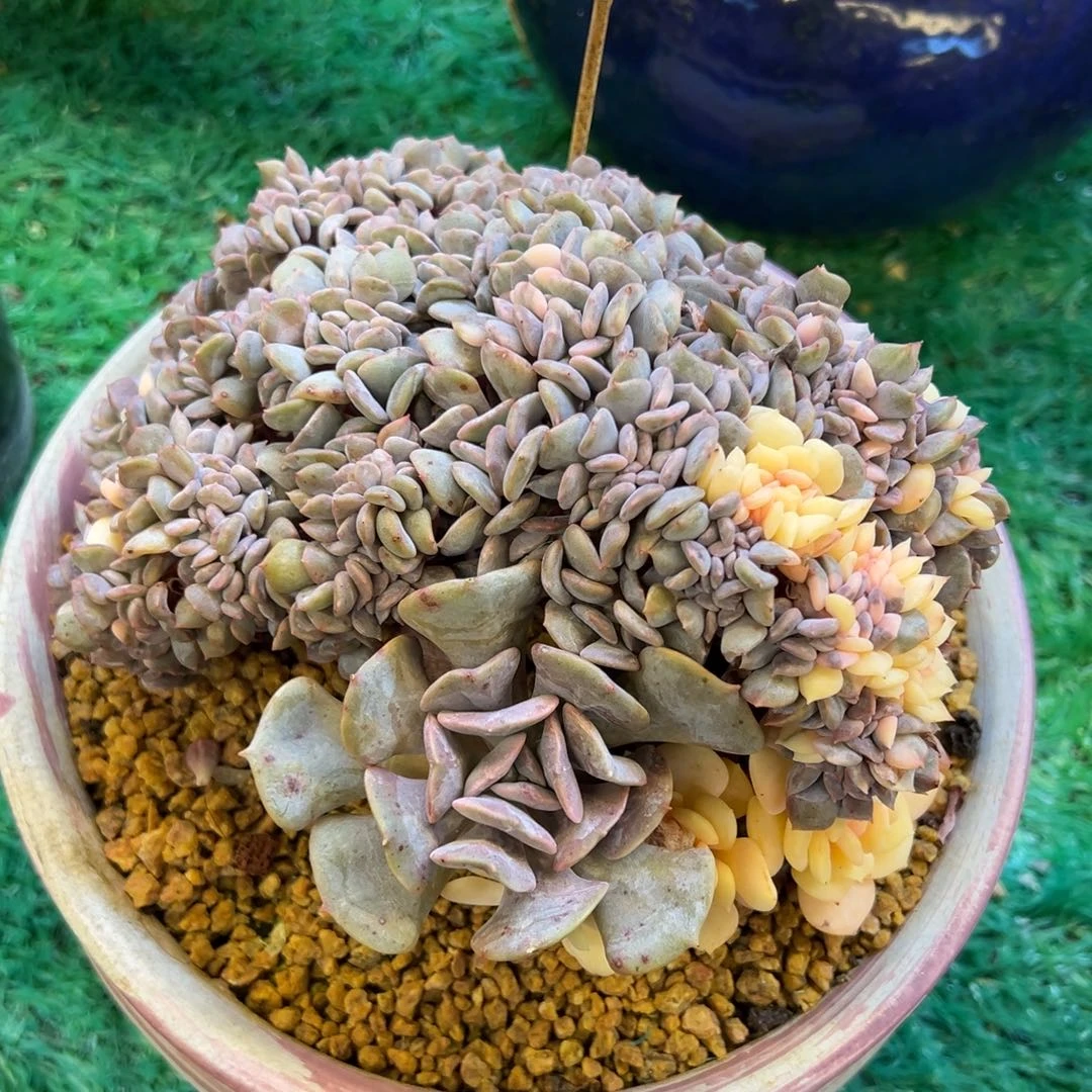 雪精灵锦缀，，，，，，，，，，，，，，，