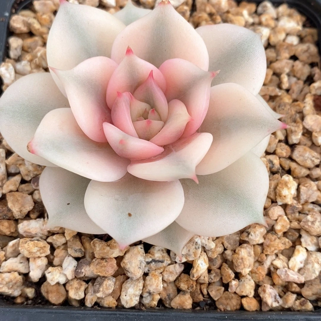 贝加尔湖锦多肉锦景天