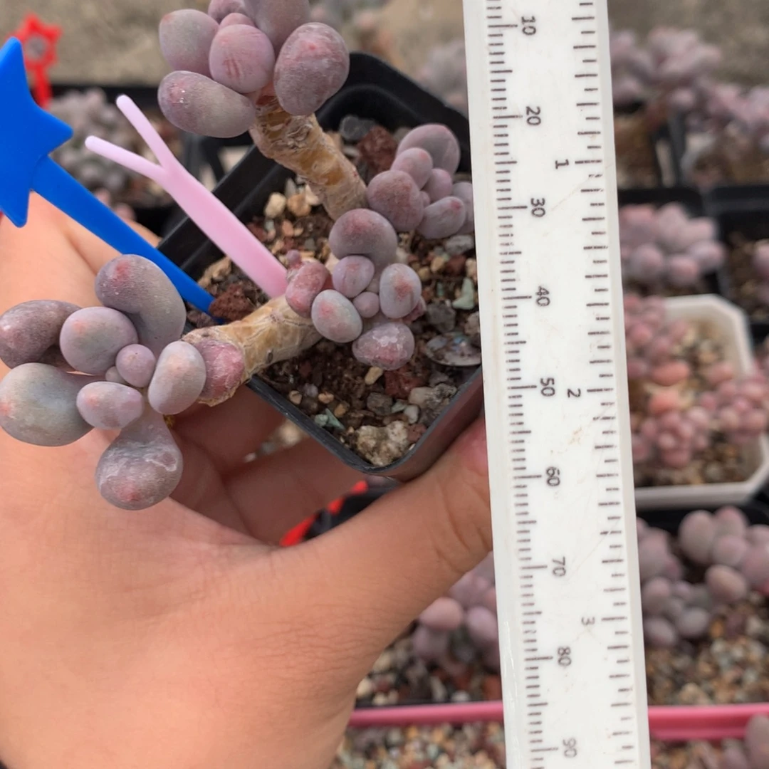 桃花仙子奶酪多肉植物