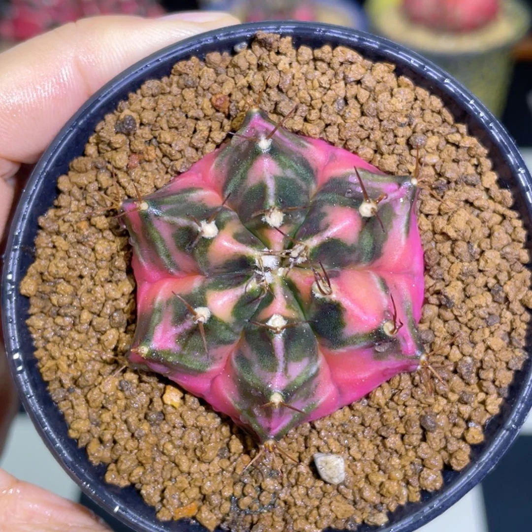 黛安娜后代 美不胜收