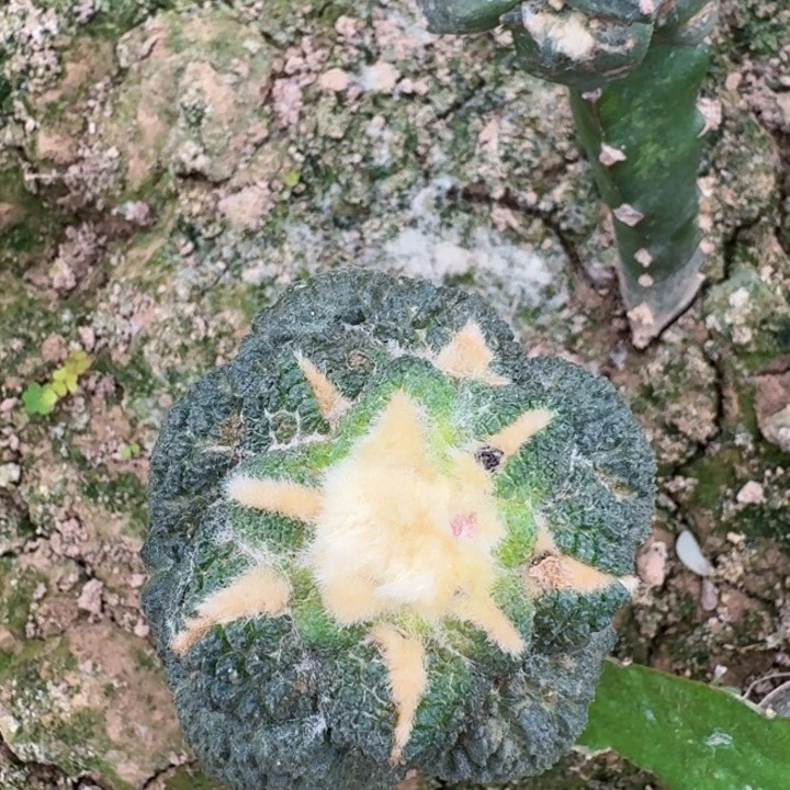 无花朵383菜花牡丹一号