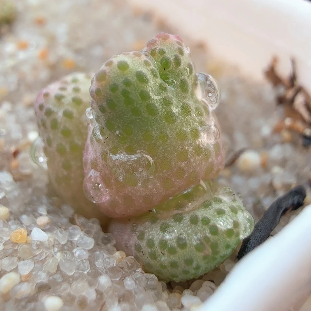 3.15.42/草莓斑马宝宝三头