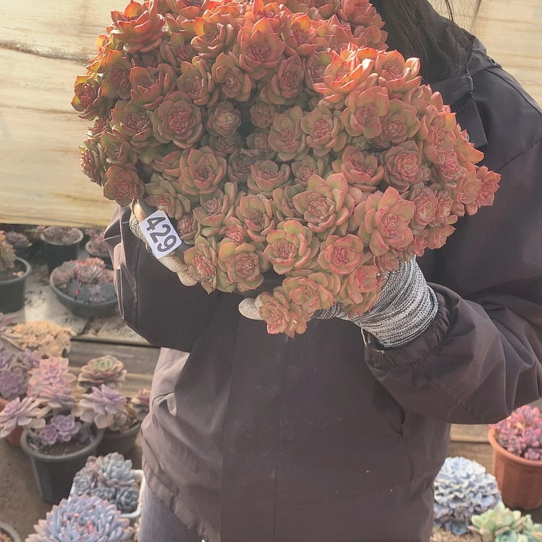 429蜡牡丹 一物一拍多肉