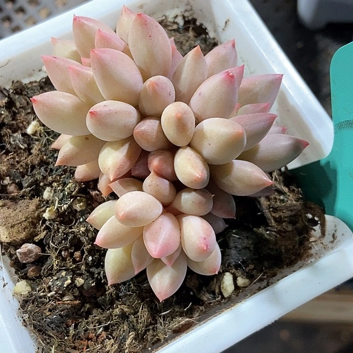 多肉植物车厘子7024