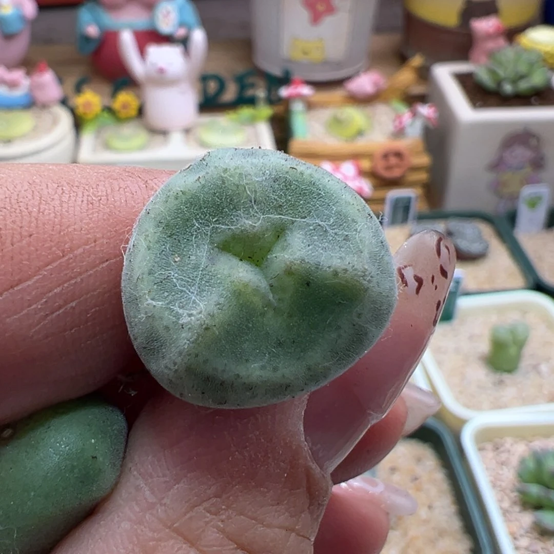 愫*。175。青蛙优选绿豆糕奔奔