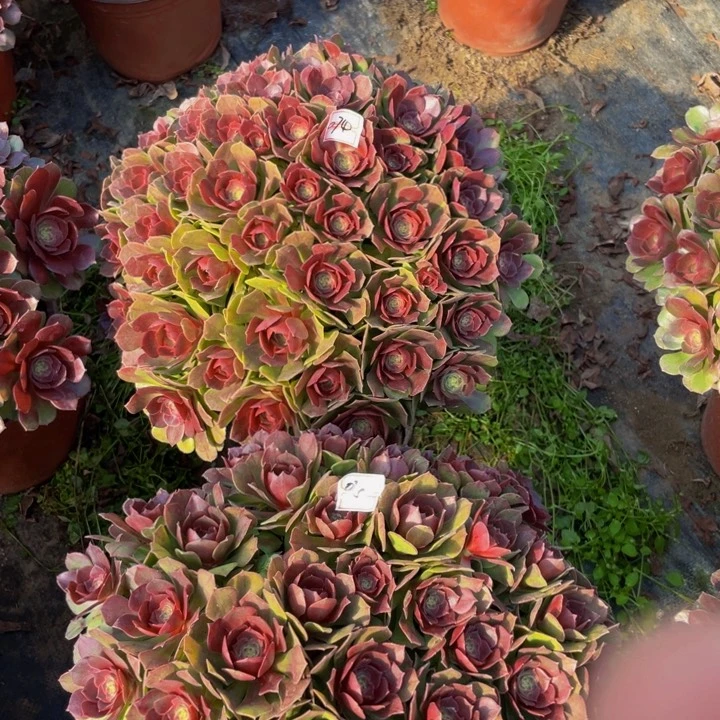 074-075两万圣洁，，，，