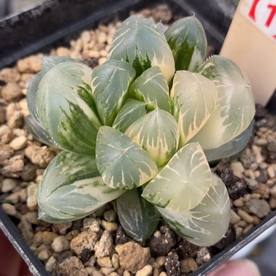 28水晶玉露×冰川玉露