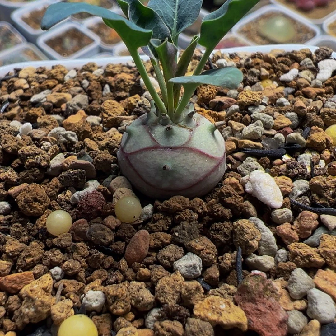 285多肉植物种类多样