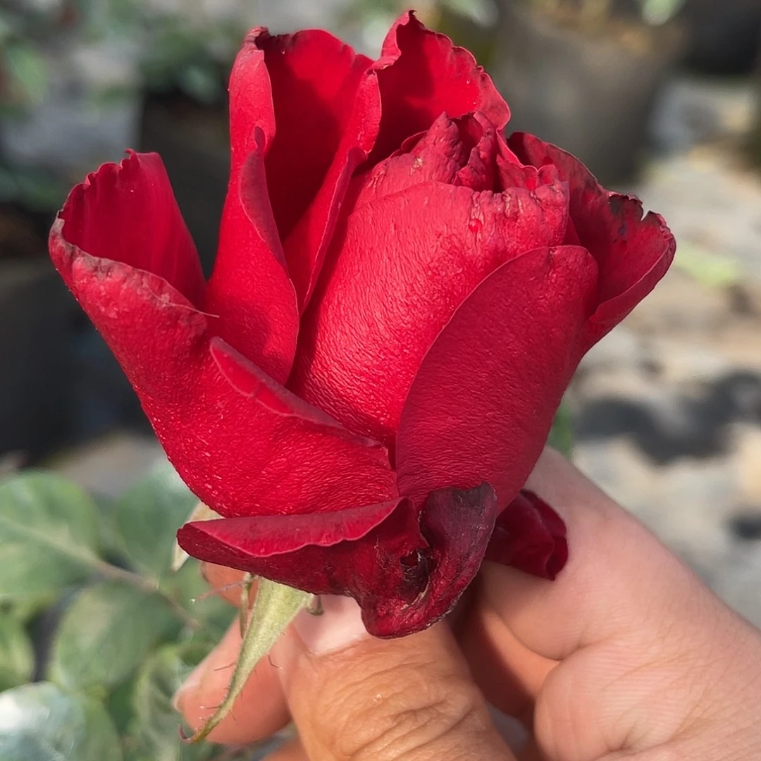 无花朵——-红翎 福利了