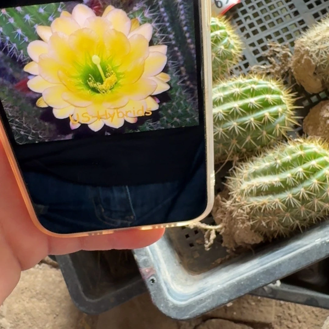 252毛花柱绿眼睛根脱土发货5公分左右，20包邮