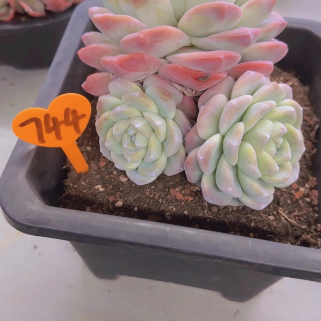 女*744多肉植物一物一拍