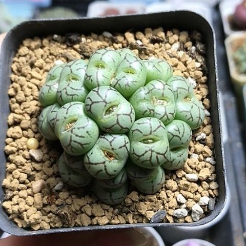 多肉肉锥 18头猴脸青姬