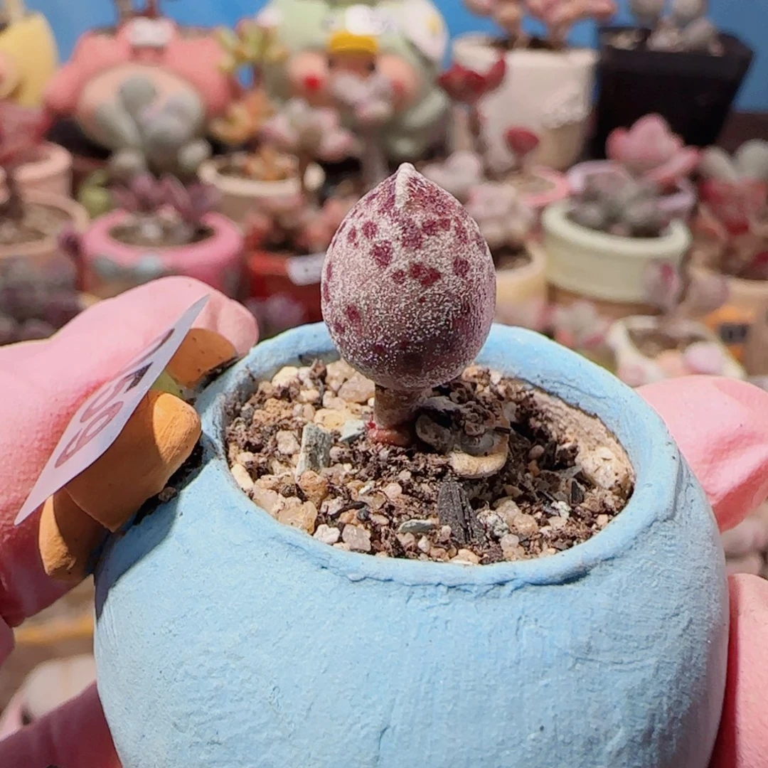 T达摩白丸盆口2.5cm