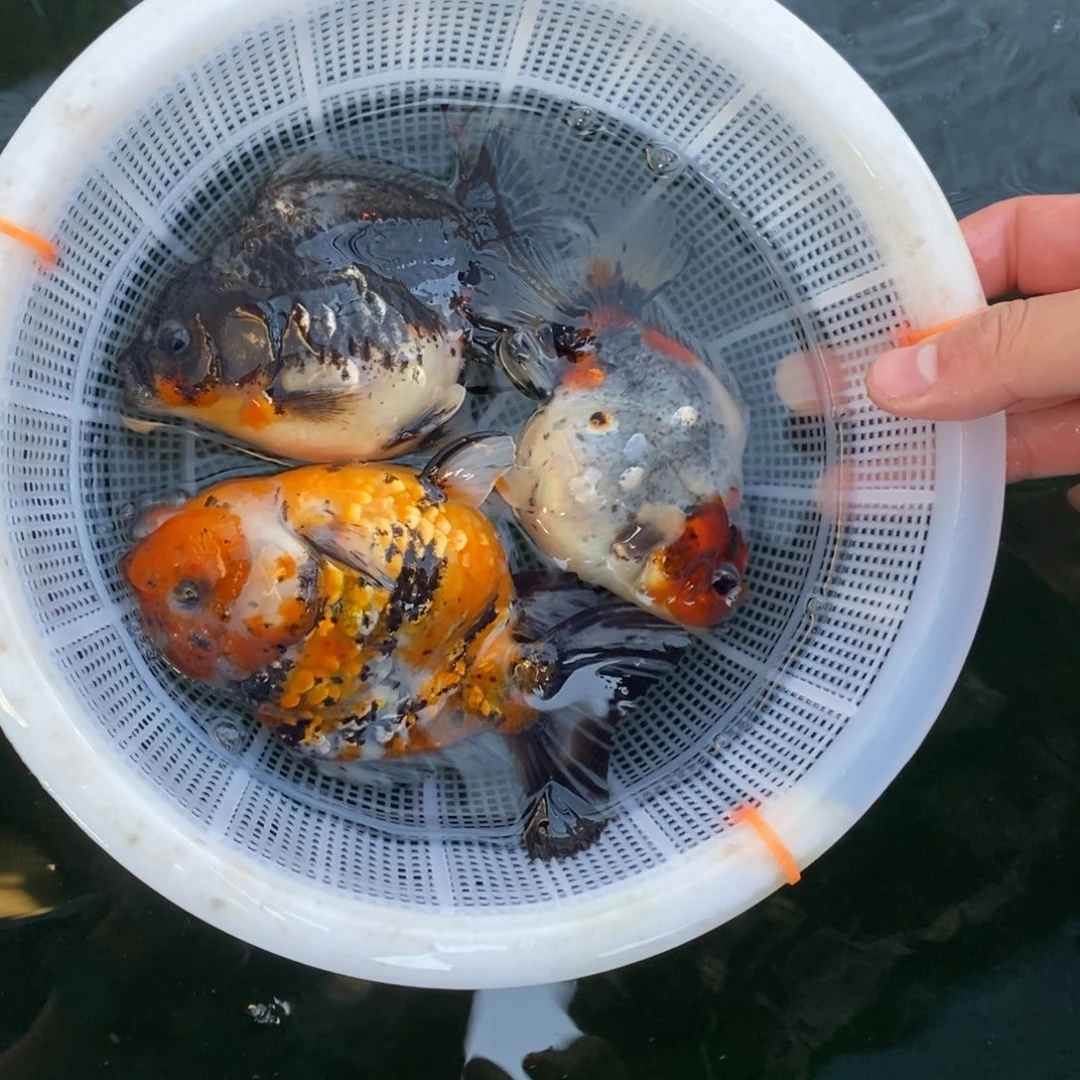 海水鱼一组三条将军10cm左右