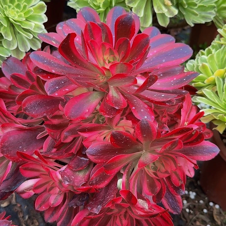 美杜莎捧花下播福利