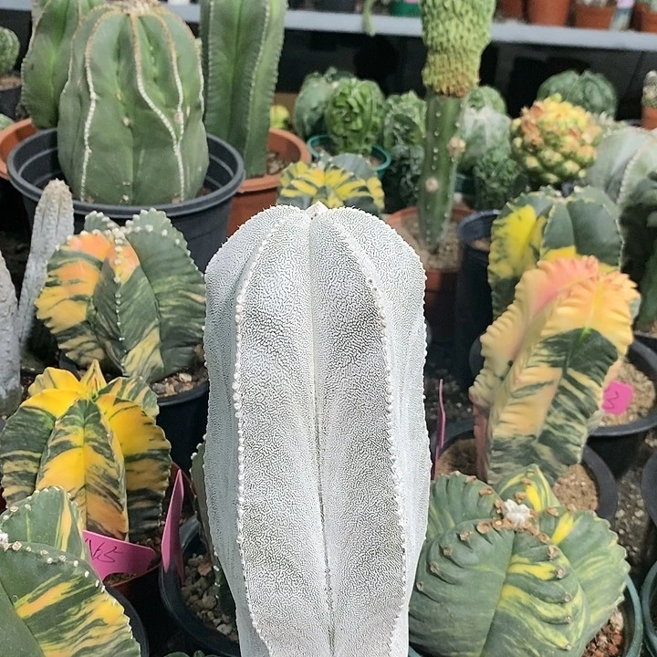 炎*花花草草花花草草