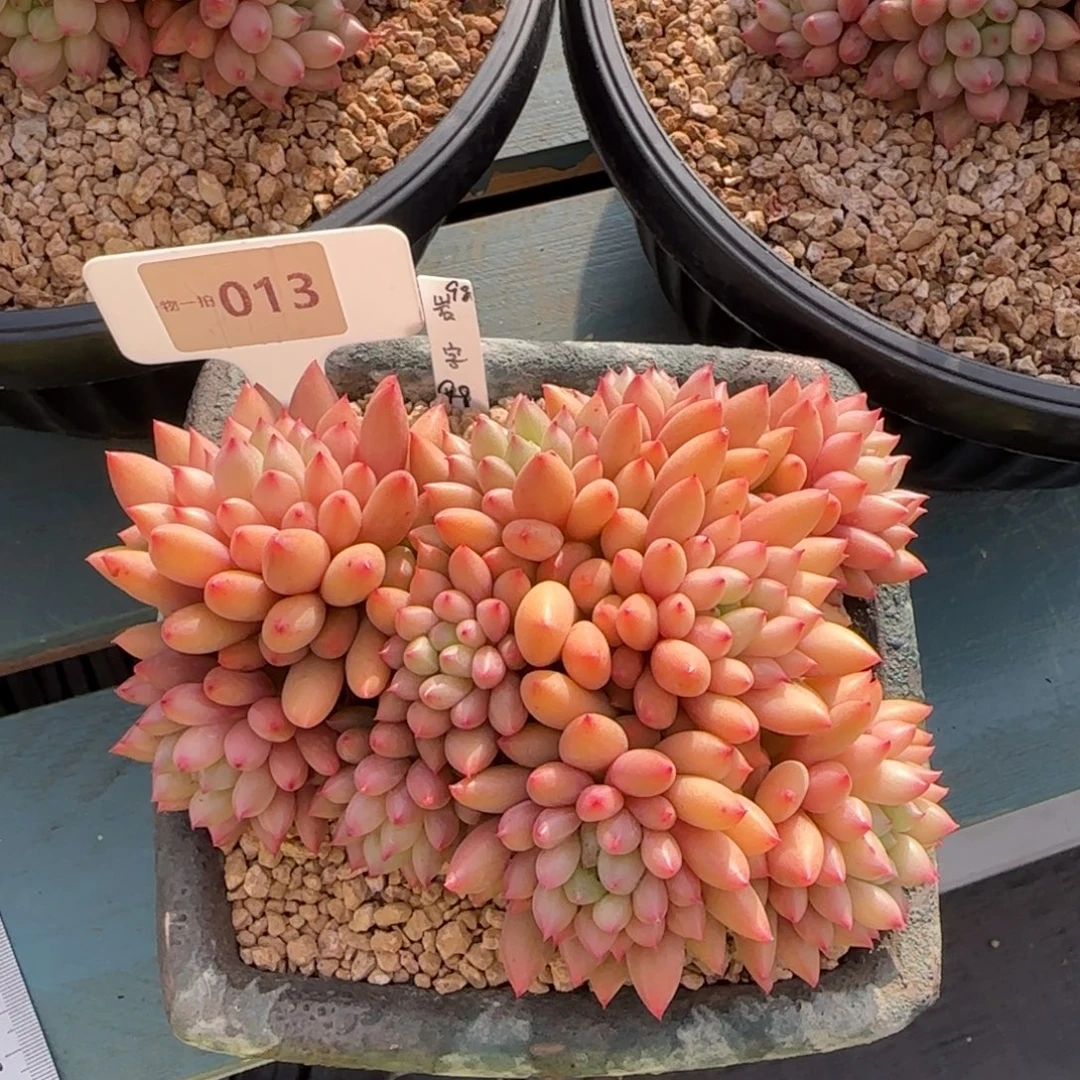 蓝***蓝解忧一物一拍013岩字