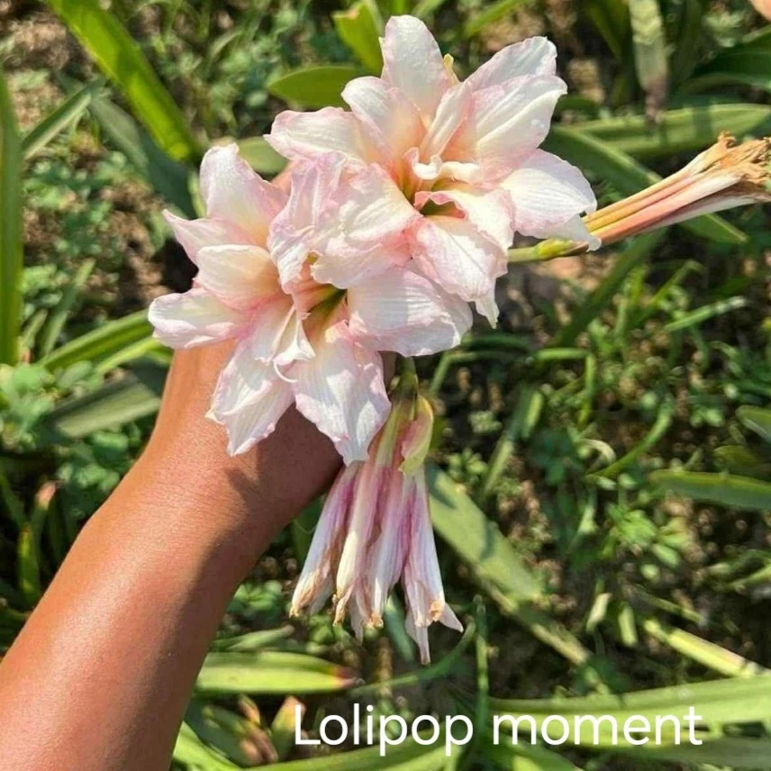 朱顶红【Lolipop moment】3.2cm 越朱高品，只包对版，不包后期养护