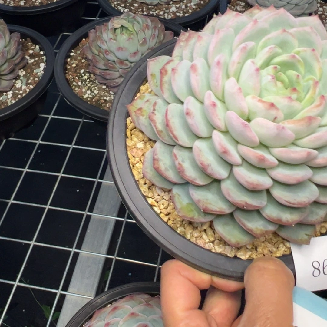 (****)8650肉多饿哟肉多哟