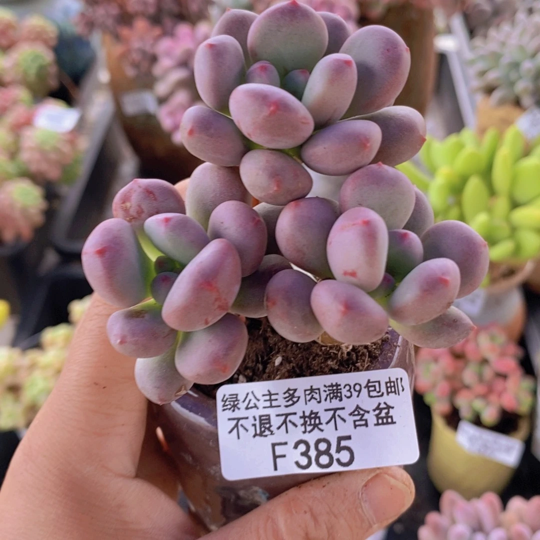 仙子奶酪6cm385多肉植物