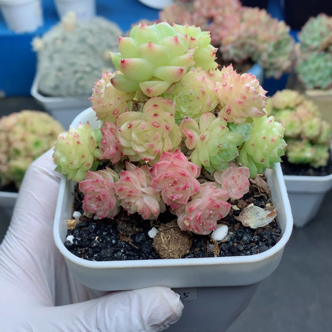 58包邮  群生不包整10