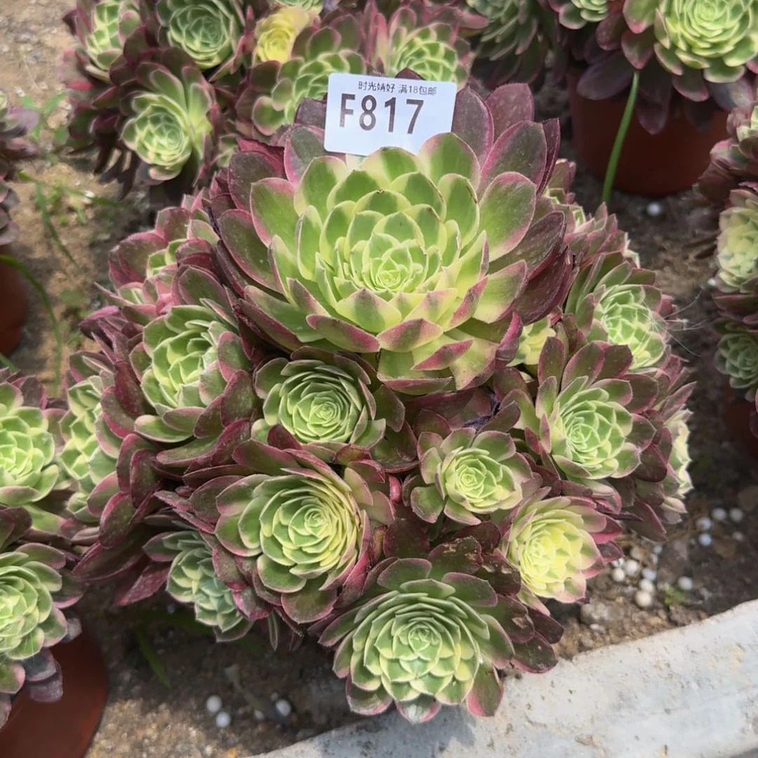 817海王。多肉植物