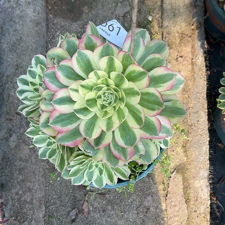 0061玉姿多肉植物