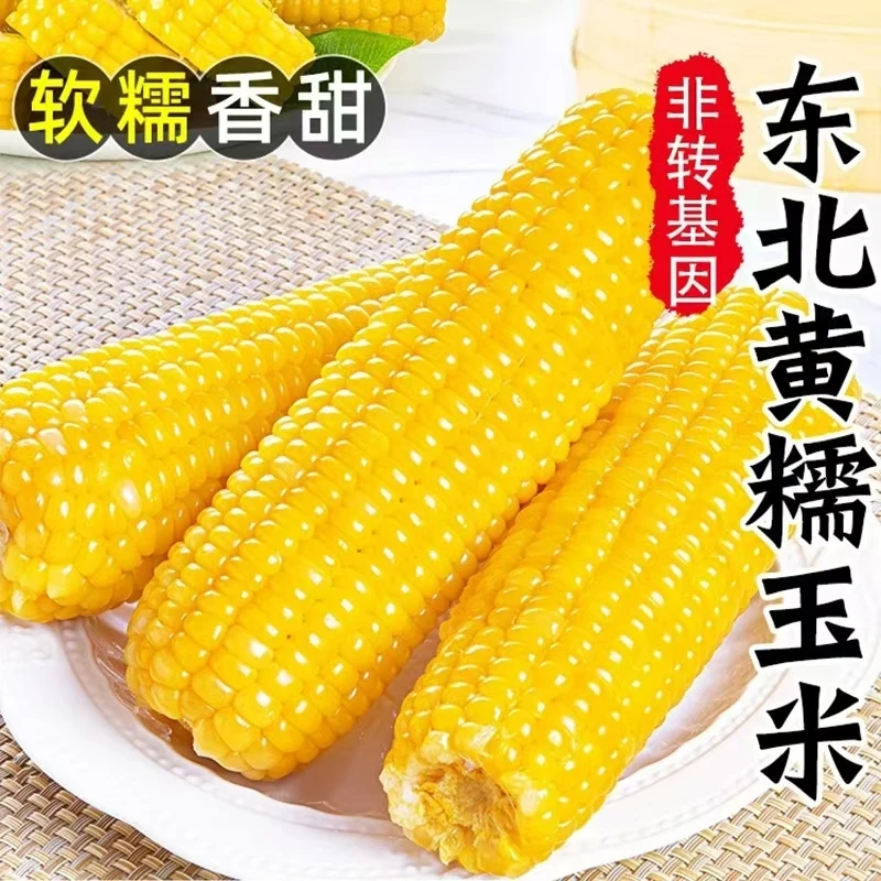 [试吃两根]24年新东北黄糯黏玉米真空包装甜糯10根整箱6.5-7斤