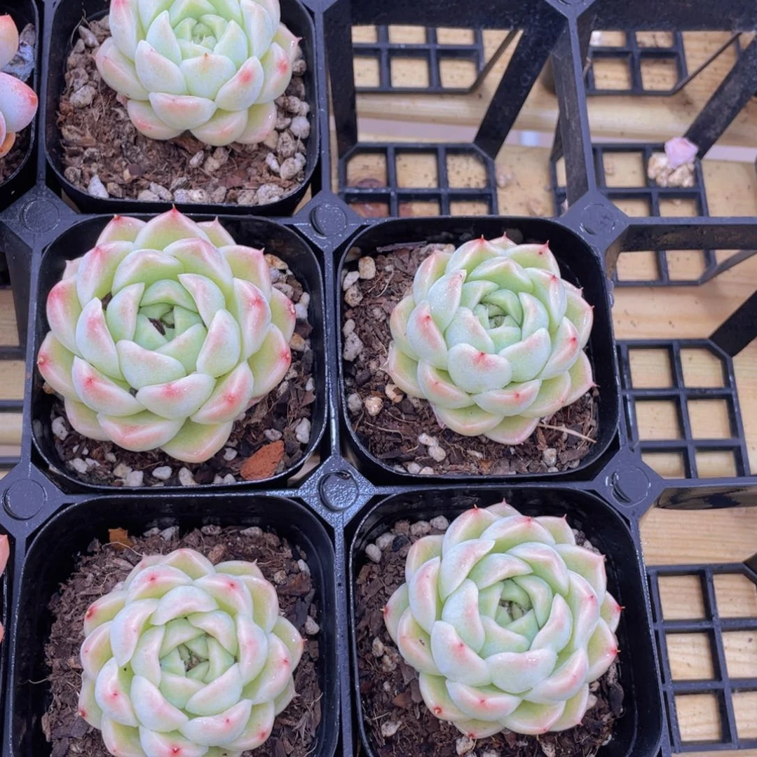 1471号 小清新麦秆单头一个