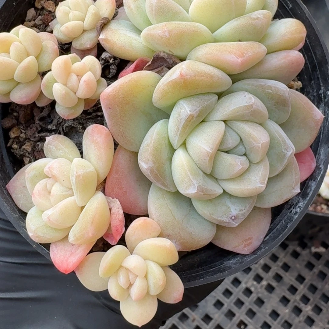 20号到手1颗，江北多肉