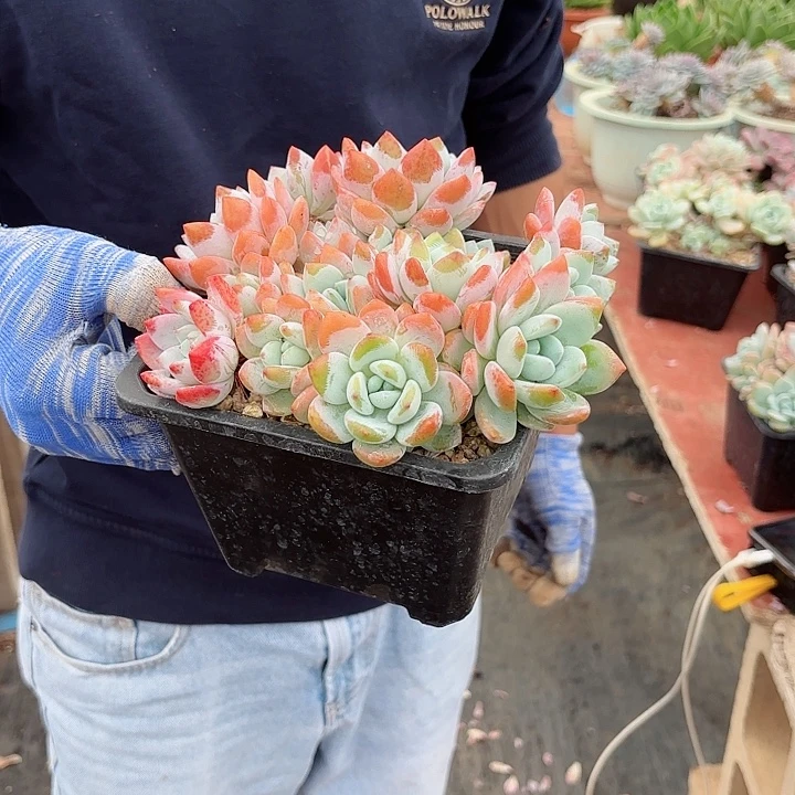 冷香群生整装老桩精品