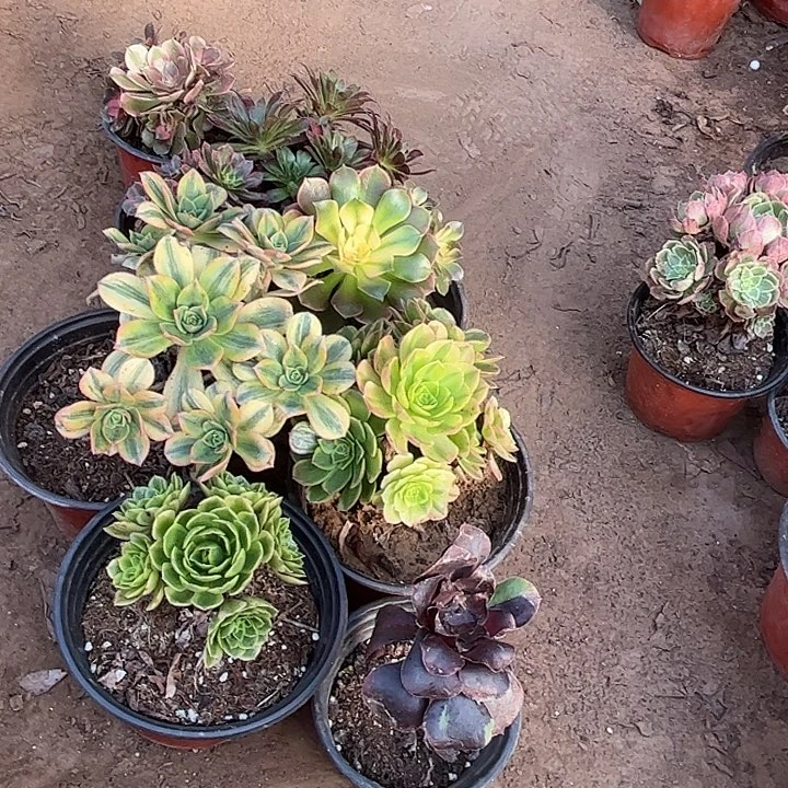 590多肉植物组合，