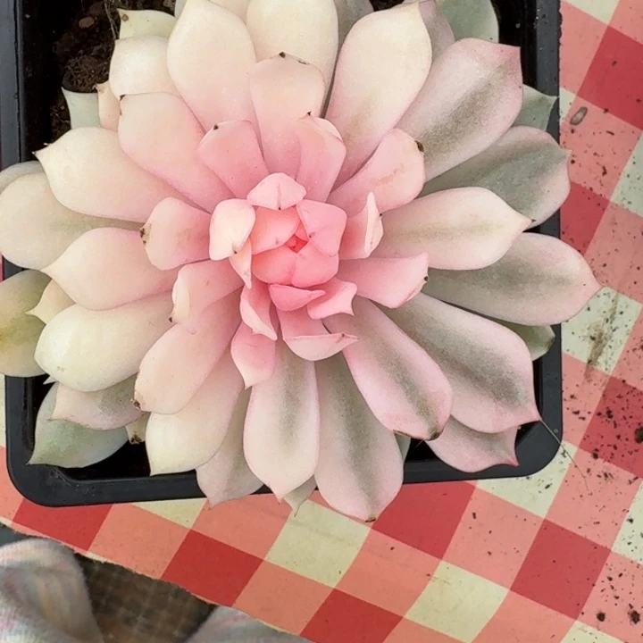 粉蝶一物一拍好看