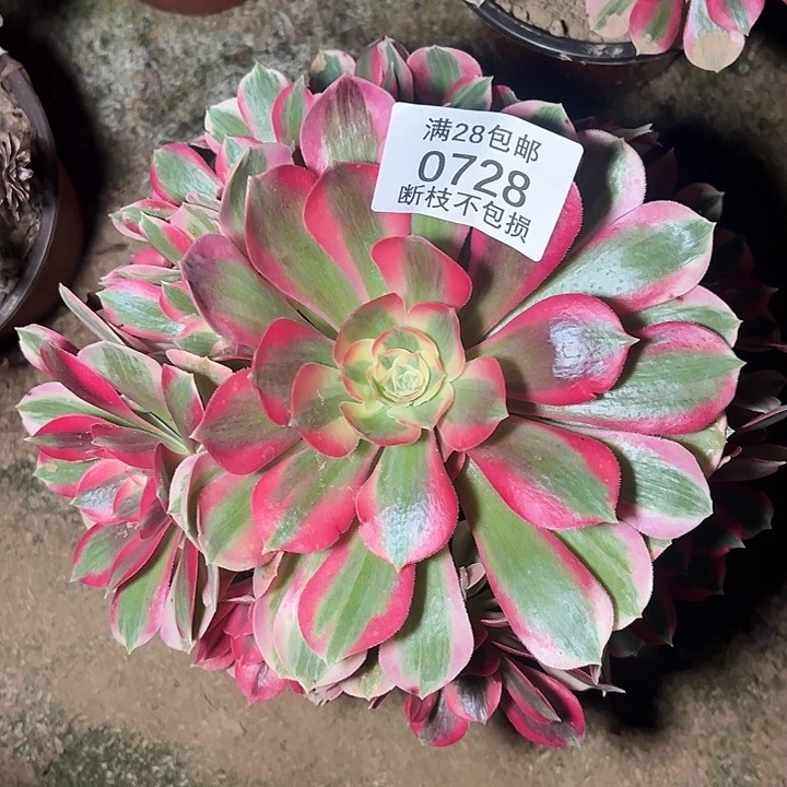0728粉女巫多肉植物