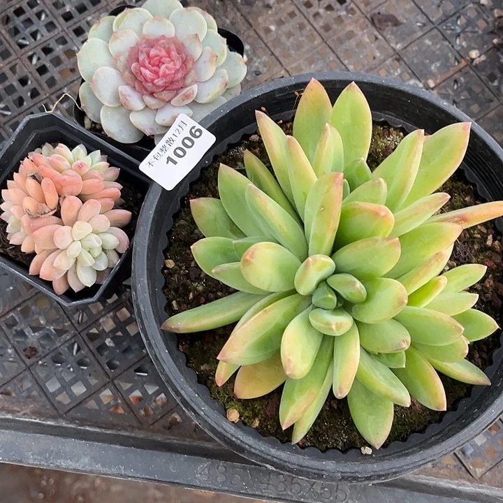 阿雅园艺。      1006三颗