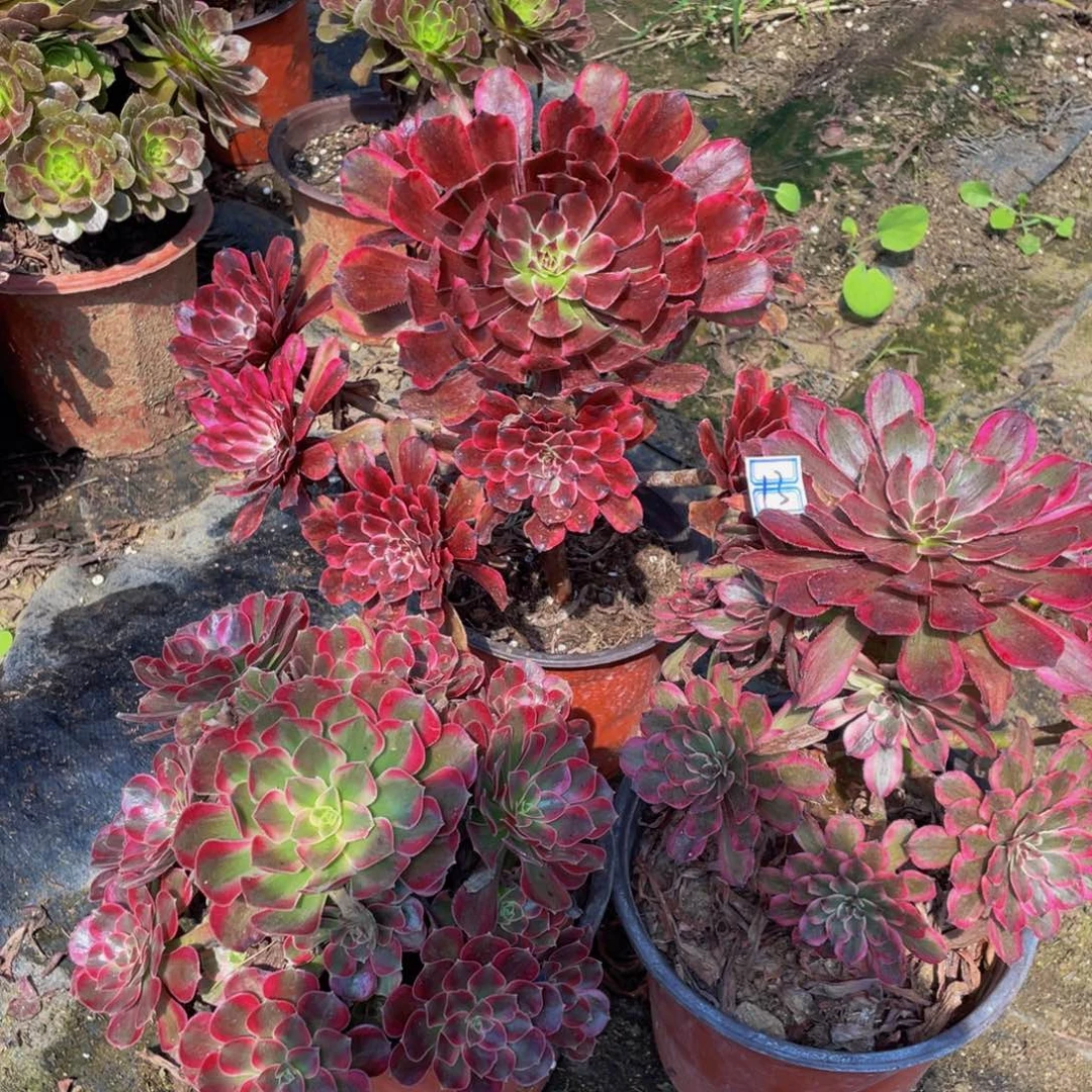 房***年不包断枝造型13鲜花老桩