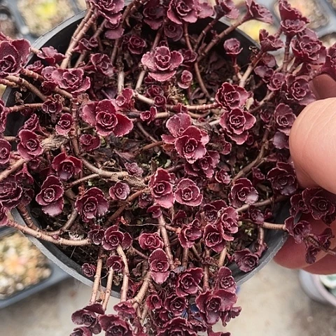 小球玫瑰10一盆88888888