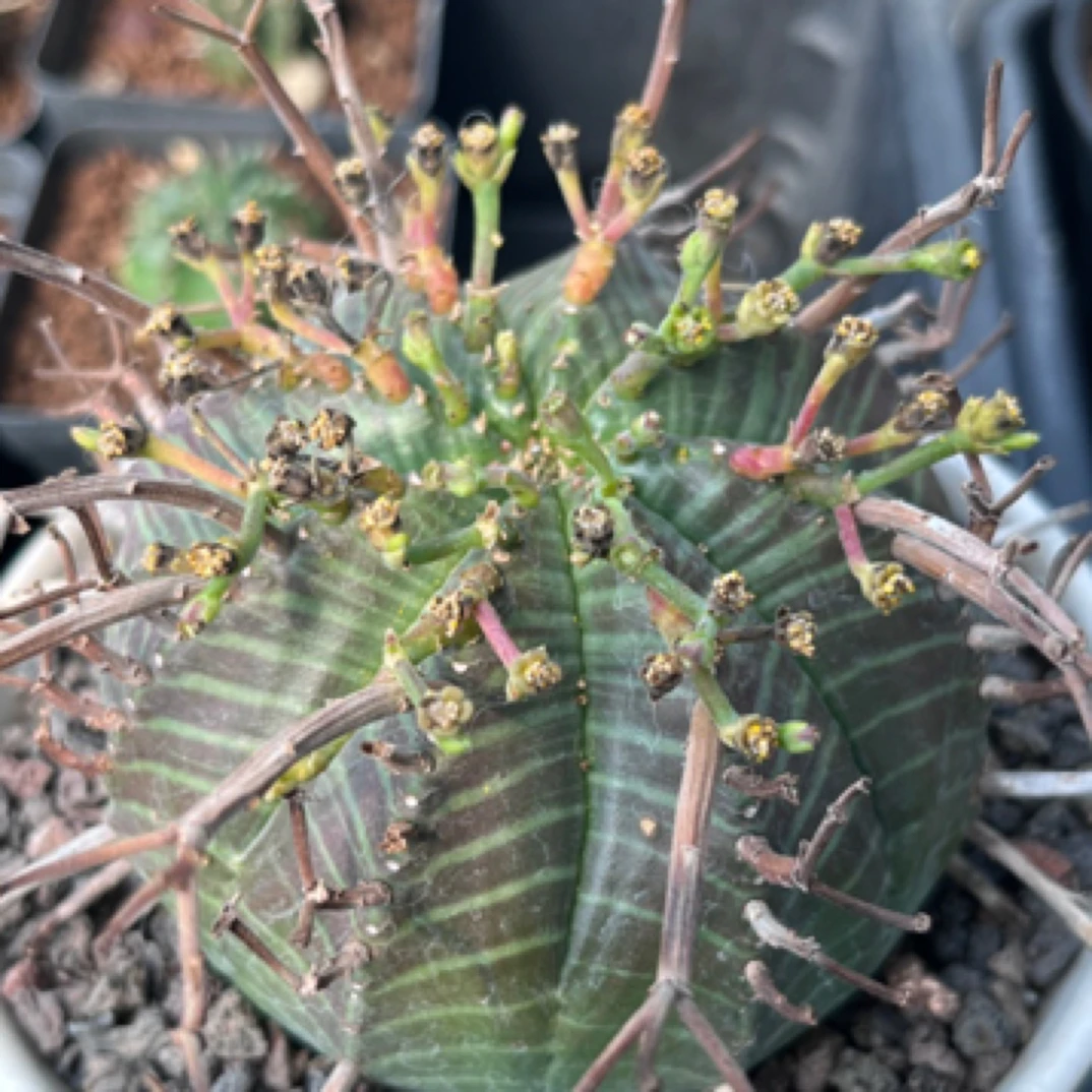 仙人球多肉植物好养活法丽达大戟侧芽3.5㎝左右