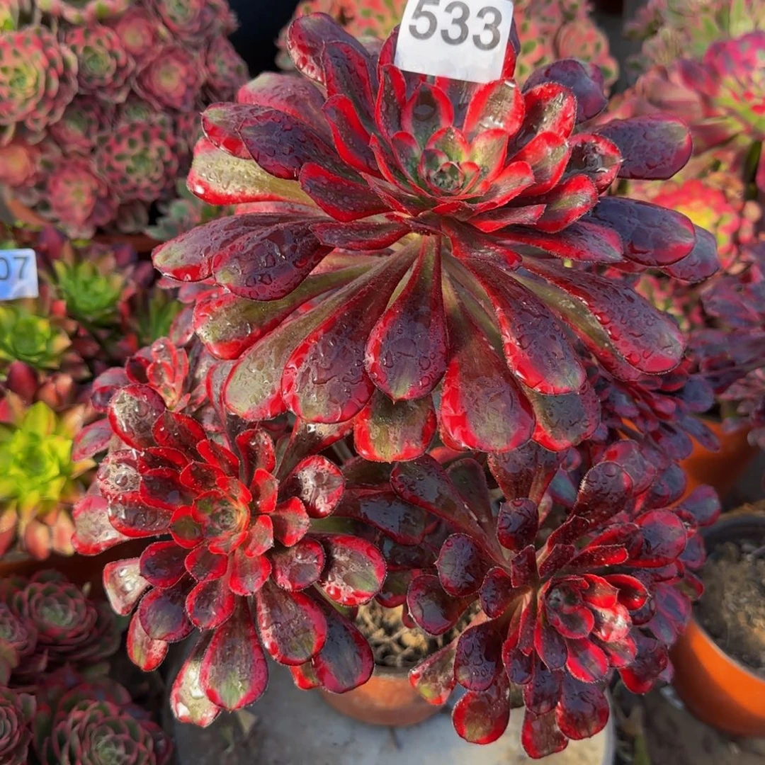 莉**2丽娜533