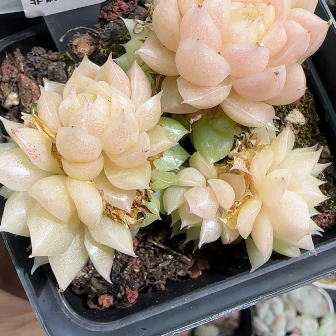 240东篱下多肉植物盆栽