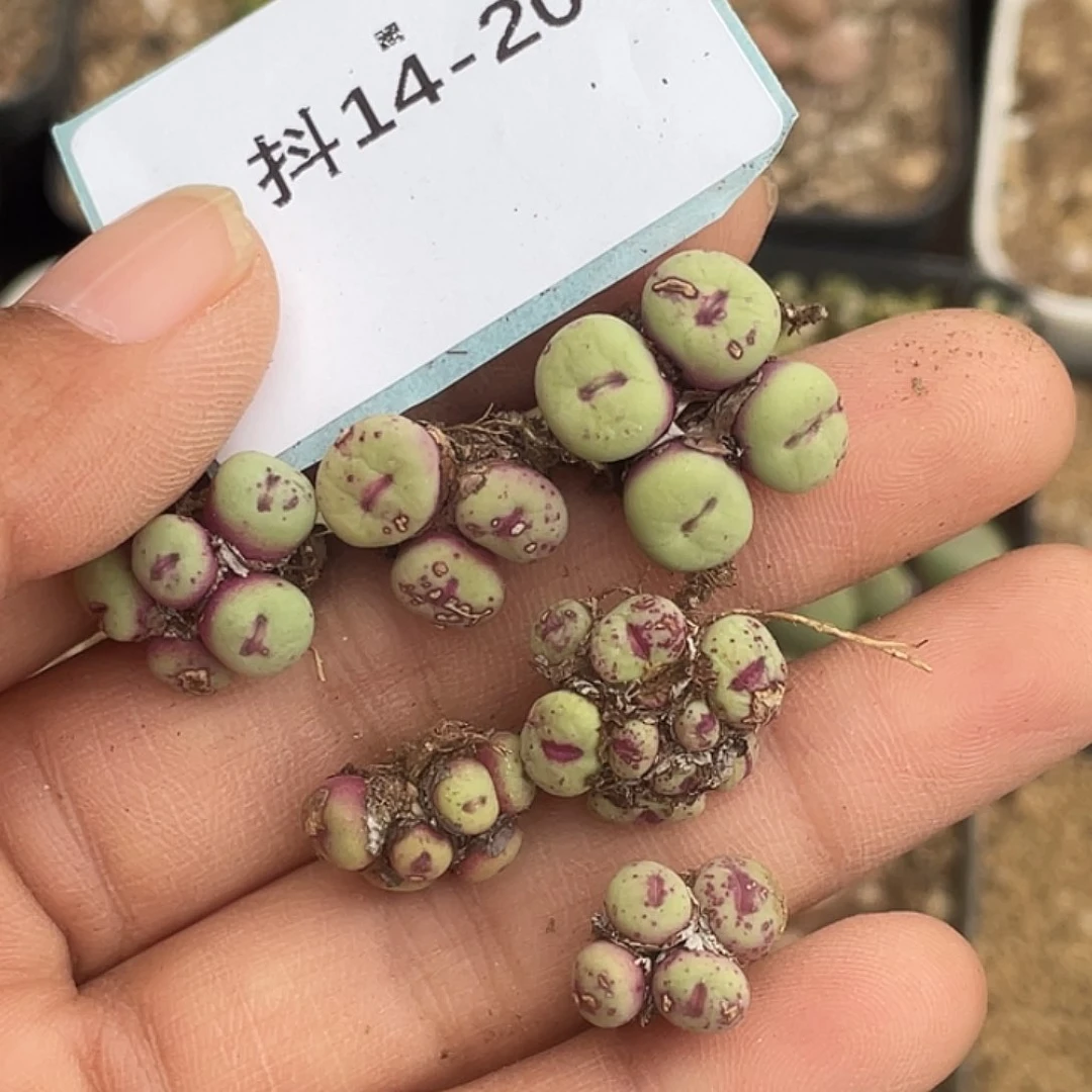 5**914-20肉锥多肉植物