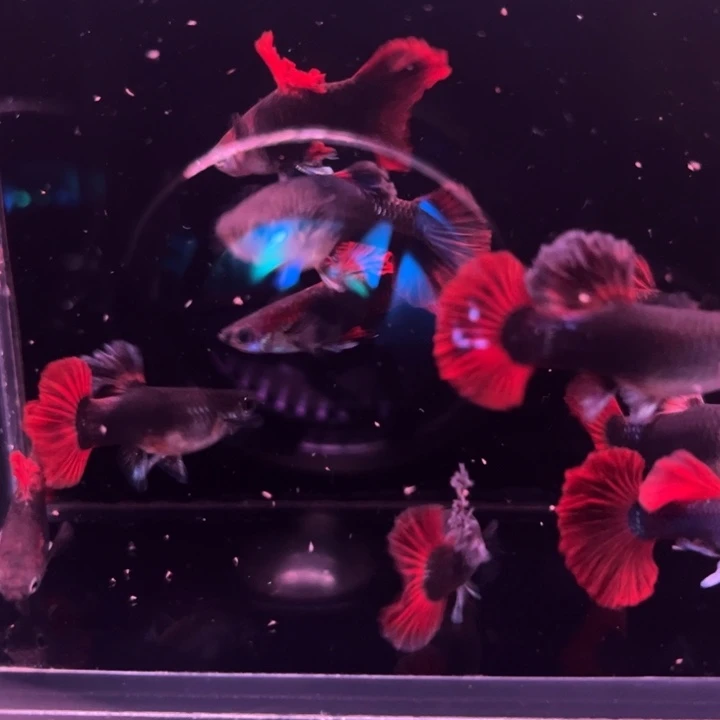 孔雀鱼爆绒折扇压成10条