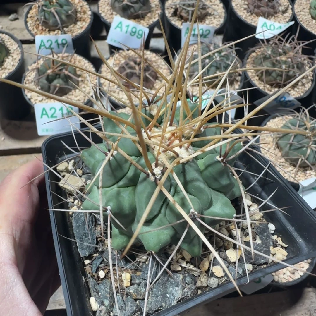 鹤巢 实生仙人球082