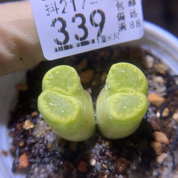 精品生石石217.339高特