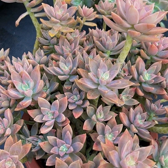 Ｙ*橙色恋人13018